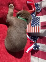 Green collar male, a male Labrador Retriever for sale in North Wilkesboro, NC – 4 of 6