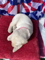 Pink collar female , a male Labrador Retriever for sale in North Wilkesboro, NC – 6 of 6