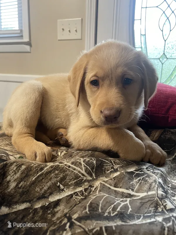 Black collar male – Labrador Retriever puppy for sale in North Wilkesboro, NC