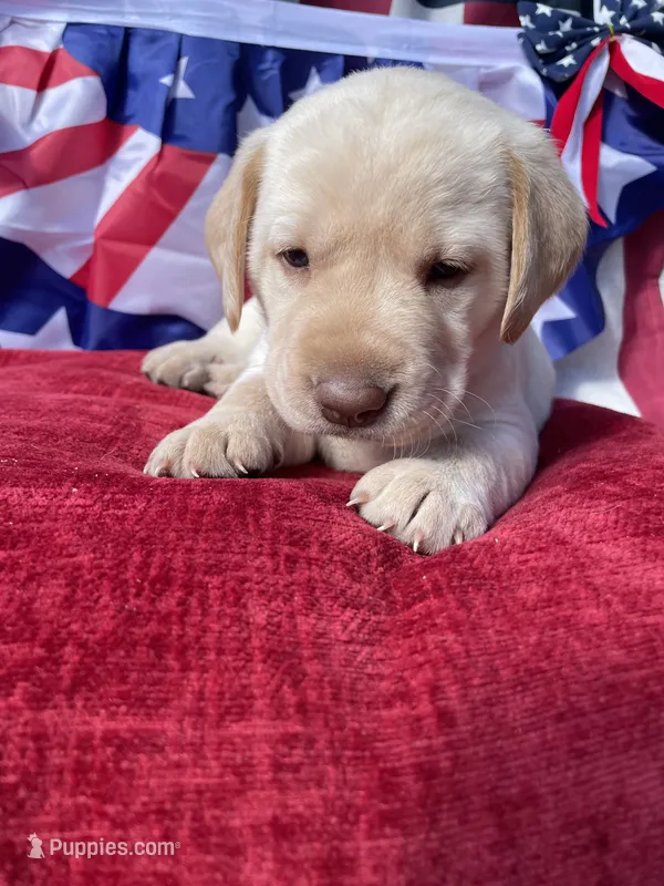 Pink collar female  – Labrador Retriever puppy for sale in North Wilkesboro, NC