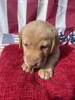 Black collar male, a male Labrador Retriever for sale in North Wilkesboro, NC – 4 of 5
