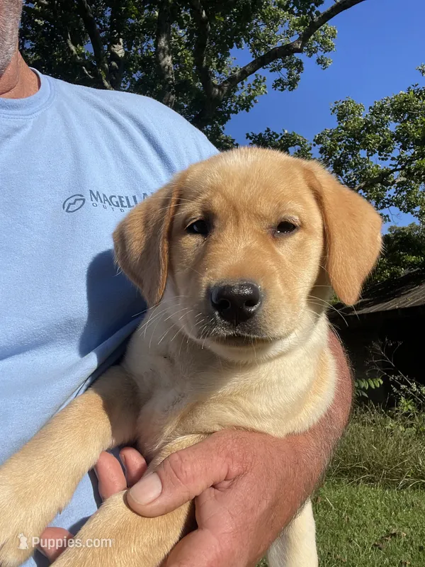 Yellow Collar female  – Labrador Retriever puppy for sale in North Wilkesboro, NC