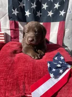 Green collar male, a male Labrador Retriever for sale in North Wilkesboro, NC – 1 of 6