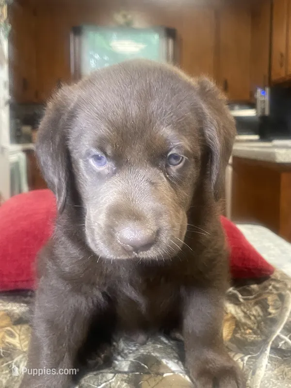 Pink collar female  – Labrador Retriever puppy for sale in North Wilkesboro, NC