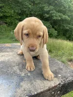 Orange collar male, a male Labrador Retriever for sale in North Wilkesboro, NC – 3 of 3