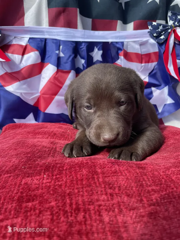 Pink collar female  – Labrador Retriever puppy for sale in North Wilkesboro, NC