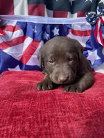 Pink collar female , a female Labrador Retriever for sale in North Wilkesboro, NC – 3 of 5