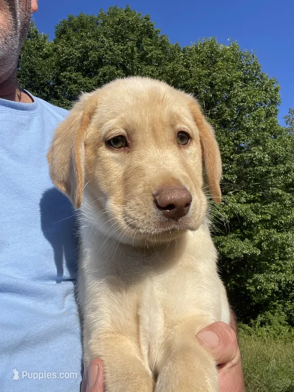 Blue collar male  – Labrador Retriever puppy for sale in North Wilkesboro, NC