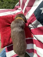 Yellow collar male, a male Labrador Retriever for sale in North Wilkesboro, NC – 5 of 5