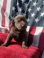 Green collar male, a male Labrador Retriever for sale in North Wilkesboro, NC – 3 of 6