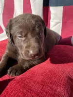 Blue collar male, a male Labrador Retriever for sale in North Wilkesboro, NC – 3 of 4