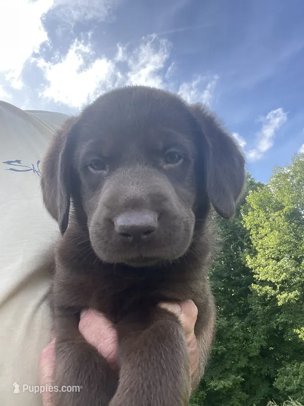 Pink collar female  – Labrador Retriever puppy for sale in North Wilkesboro, NC
