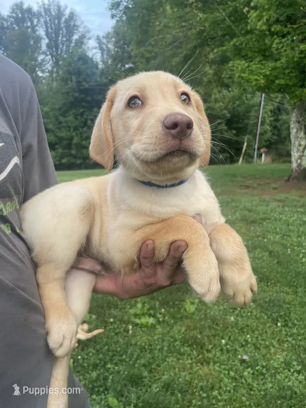 Blue collar male  – Labrador Retriever puppy for sale in North Wilkesboro, NC