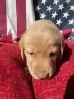 Black collar male, a male Labrador Retriever for sale in North Wilkesboro, NC – 1 of 5