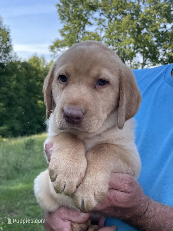 Black collar male – Labrador Retriever puppy for sale in North Wilkesboro, NC