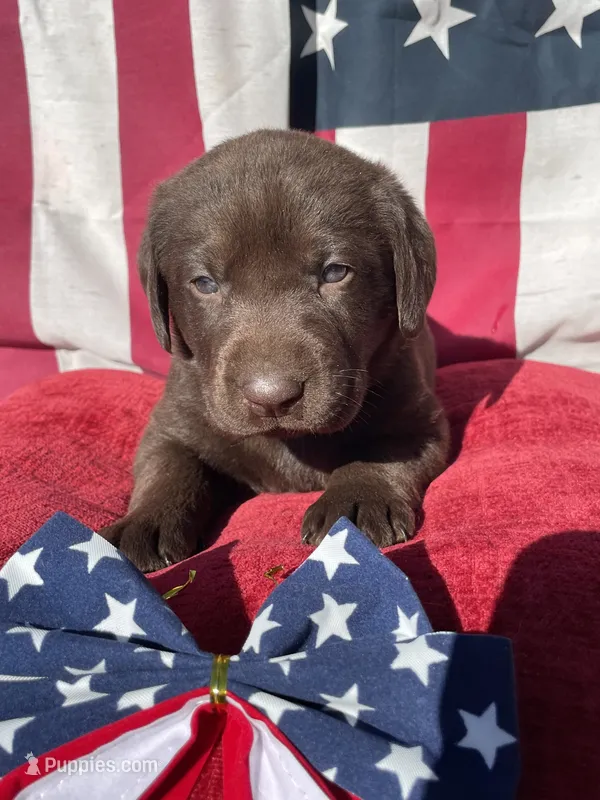 Blue collar male – Labrador Retriever puppy for sale in North Wilkesboro, NC