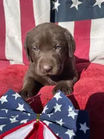 Blue collar male, a male Labrador Retriever for sale in North Wilkesboro, NC – 1 of 4
