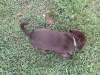 Grey, a male Labrador Retriever for sale in North Wilkesboro, NC – 4 of 4