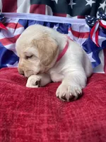 Pink collar female , a male Labrador Retriever for sale in North Wilkesboro, NC – 2 of 6