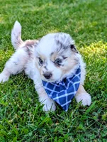 Beau Blue with tail, a male Australian Shepherd for sale in Sedalia, MO – 7 of 8