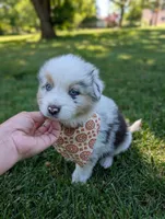 Comet Purple, a male Australian Shepherd for sale in Sedalia, MO – 7 of 7