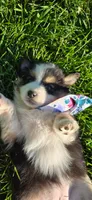 Lori Hot Pink, a female Australian Shepherd for sale in Sedalia, MO – 4 of 9