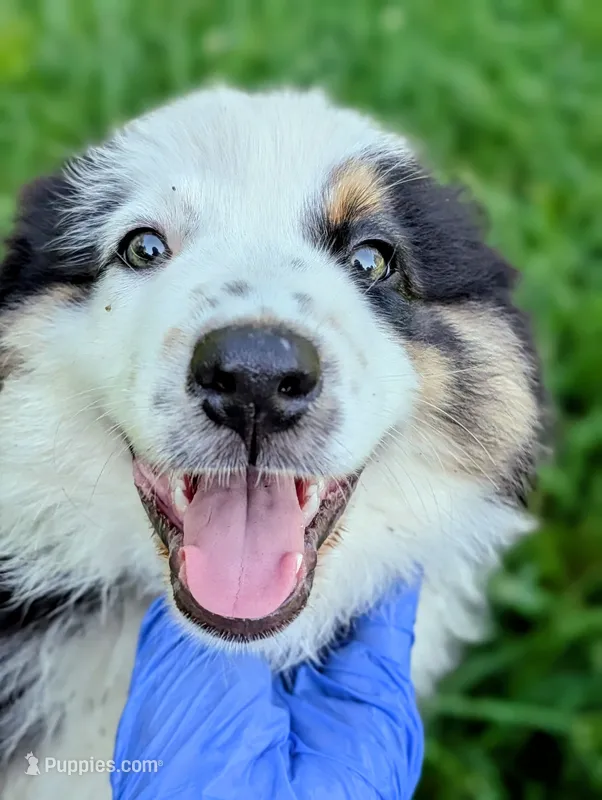 Maya Light Pink With Tail – Australian Shepherd puppy for sale in Sedalia, MO