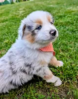Prince Black with tail, a male Australian Shepherd for sale in Sedalia, MO – 3 of 7