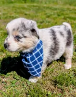 Beau Blue with tail, a male Australian Shepherd for sale in Sedalia, MO – 2 of 8
