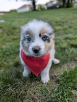 Ollie Light Blue, a male Australian Shepherd for sale in Sedalia, MO – 8 of 10