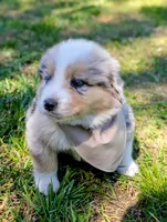 Bailey Green with tail, a male Australian Shepherd for sale in Sedalia, MO – 5 of 6