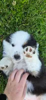 Maya Light Pink, a female Australian Shepherd for sale in Sedalia, MO – 4 of 5