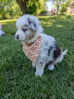 Comet Purple, a male Australian Shepherd for sale in Sedalia, MO – 6 of 7