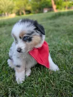 Ollie Light Blue, a male Australian Shepherd for sale in Sedalia, MO – 9 of 10