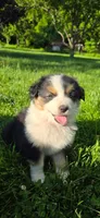 Lori Hot Pink, a female Australian Shepherd for sale in Sedalia, MO – 3 of 9
