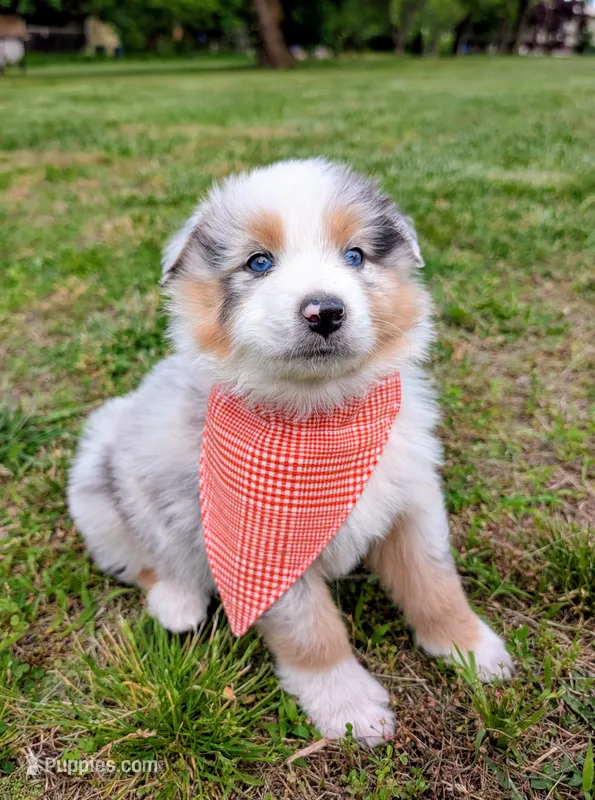 Prince Black with tail – Australian Shepherd puppy for sale in Sedalia, MO