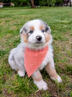 Prince Black with tail, a male Australian Shepherd for sale in Sedalia, MO – 1 of 7