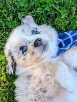 Beau Blue with tail, a male Australian Shepherd for sale in Sedalia, MO – 3 of 8