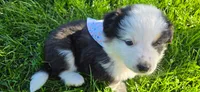 Maya Light Pink, a female Australian Shepherd for sale in Sedalia, MO – 5 of 5