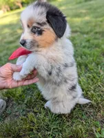 Ollie Light Blue, a male Australian Shepherd for sale in Sedalia, MO – 10 of 10