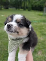 Dash Lime Green, a male Australian Shepherd for sale in Sedalia, MO – 5 of 6