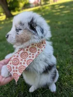 Comet Purple, a male Australian Shepherd for sale in Sedalia, MO – 4 of 7
