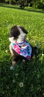 Lori Hot Pink, a female Australian Shepherd for sale in Sedalia, MO – 8 of 9