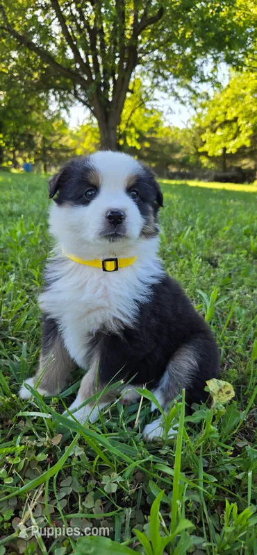 Kiki Yellow with tail – Australian Shepherd puppy for sale in Sedalia, MO