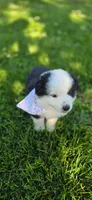 Maya Light Pink, a female Australian Shepherd for sale in Sedalia, MO – 3 of 5