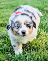 Ollie Light Blue, a male Australian Shepherd for sale in Sedalia, MO – 1 of 10