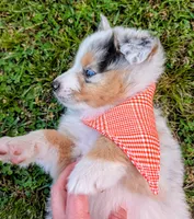 Prince Black with tail, a male Australian Shepherd for sale in Sedalia, MO – 5 of 7