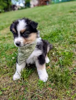 Dash Lime Green, a male Australian Shepherd for sale in Sedalia, MO – 4 of 6