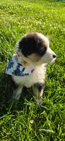 Lori Hot Pink, a female Australian Shepherd for sale in Sedalia, MO – 7 of 9