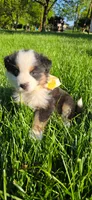 Kiki Yellow with tail, a female Australian Shepherd for sale in Sedalia, MO – 4 of 5